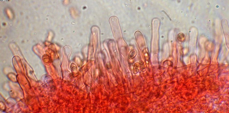 Tubaria furfuracea       (Pers.)     Gillet